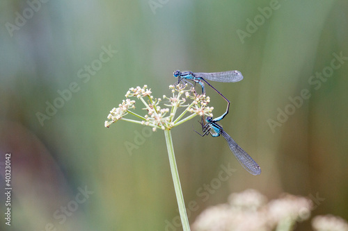 Common Blue Damselflies tandem / mating near a pond with selective focus - also known as Civil Blue Damselflies or Bluet Damselflies. photo