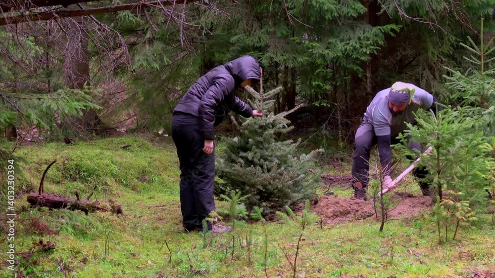 People planting a Christmas tree, after holidays, in the forest Stock
