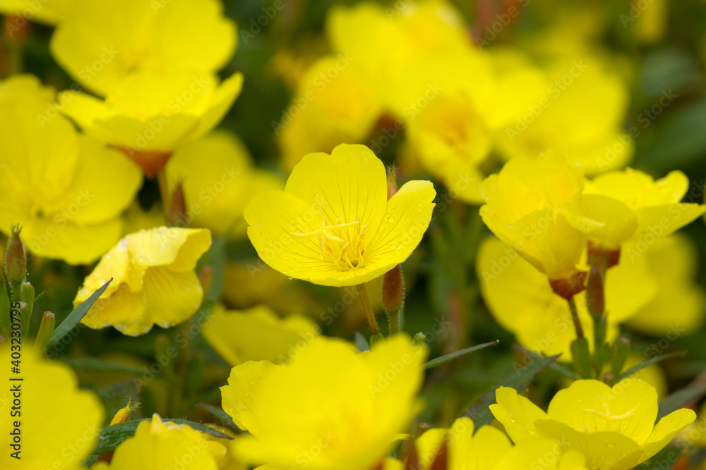 Trollius pumilus,flower, yellow, nature, spring, plant, flowers, field, green, blossom, garden, meadow, bloom, summer, beautiful, flora, canola, macro, grass, beauty, rapeseed, floral, closeup, bloomi Trollius pumilus,flower, yellow, nature, spring, plant, flowers, field, green, blossom, garden, meadow, bloom, summer, beautiful, flora, canola, macro, grass, beauty, rapeseed, floral, closeup, bloomi