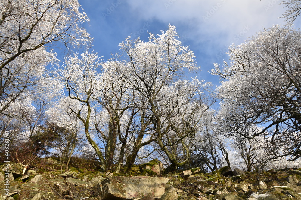 Mörschieder Burr im Nationalpark Hunsrück-Hochwald Mörschieder Burr im Nationalpark Hunsrück-Hochwald