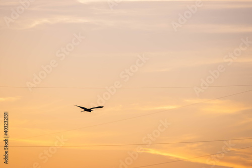 The bird flies across the sunset sky. Wires in the sky. Clouds in the golden sky. Life path. Search for the meaning of life. Flight in height.