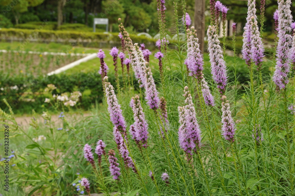 とがった紫色の花 とがった紫色の花