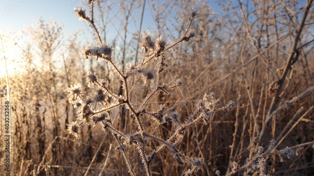 Obraz premium frouzen grass