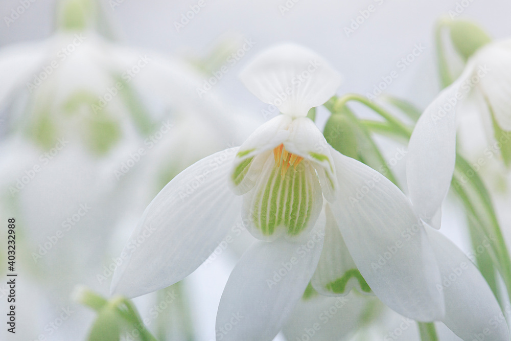 Snowdrops. Galanthus is a small genus of about 20 species of bulbous perennial herbaceous plants in the family Amaryllidaceae. Snowdrops. Galanthus is a small genus of about 20 species of bulbous perennial herbaceous plants in the family Amaryllidaceae.