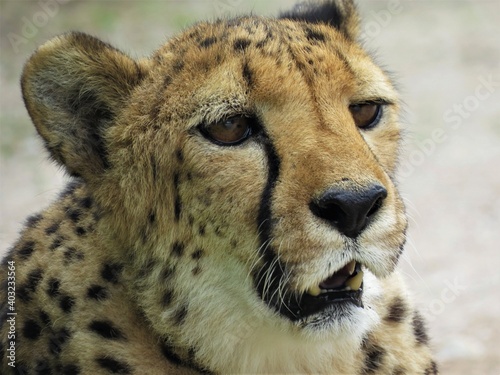 Close-up of a wild cheetah in Namibia.  