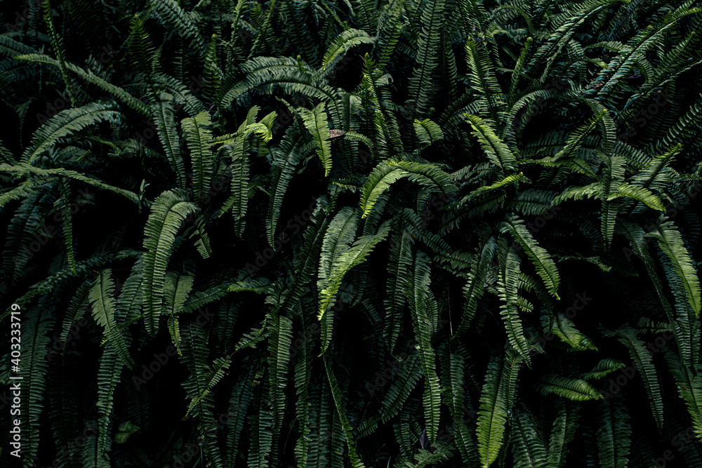 Green fern in the forest while raining Green fern in the forest while raining