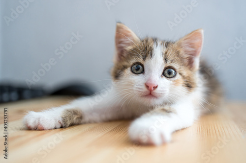 a cute kitten of a three-color suit lies on the table with its legs outstretched and looks at us