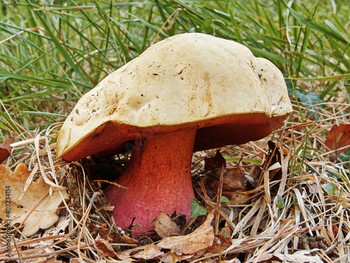 Canvas Print boletus satanas