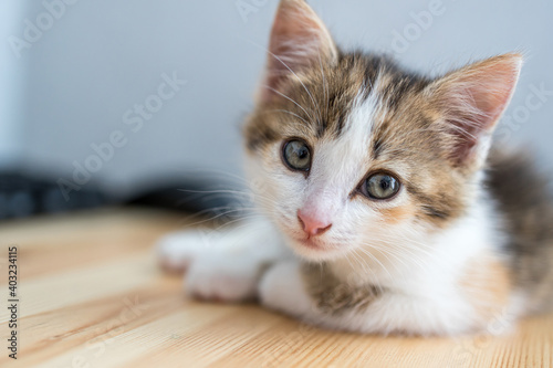 a little cute kitten lies on a wooden surface, turned his head and looks at us