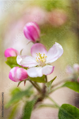 Fototapeta Naklejka Na Ścianę i Meble -  Beautiful Spring Blossoms with added texture - apple tree flowers before fruits appear.