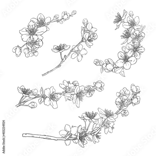 Collection of hand drawn wreaths, branches with cherry blossoms.