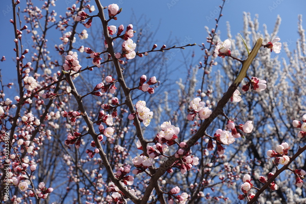 Light pink flowers on branches of apricot tree against blue sky in April Light pink flowers on branches of apricot tree against blue sky in April