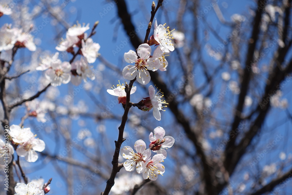 Little white flowers of apricot tree against blue sky in April