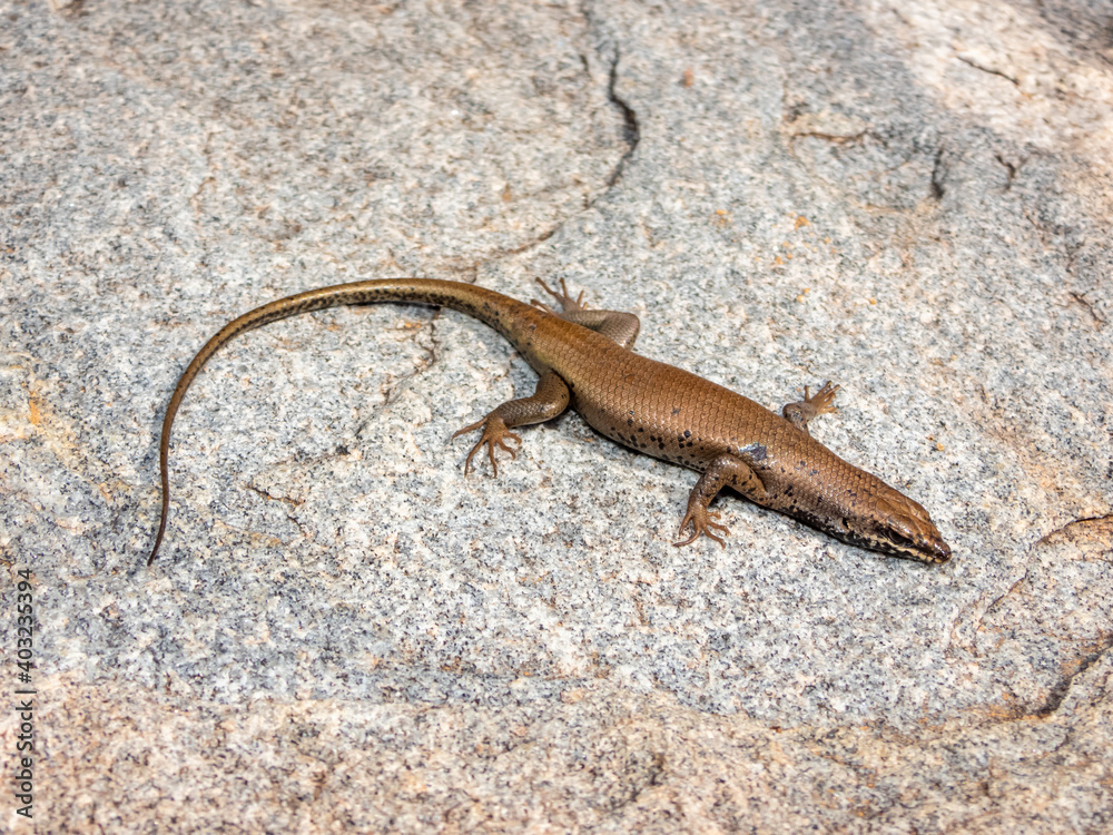 Western Rock Skink (Trachylepis sulcata) from Springbok, Northern Cape ...