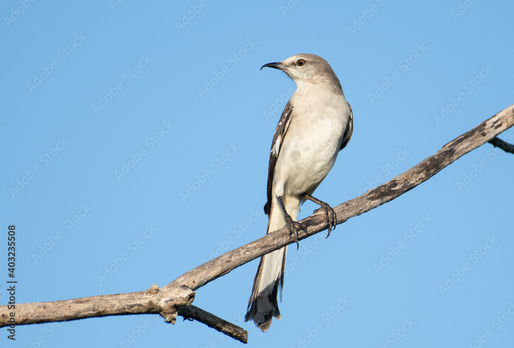 Northern Mockingbird with beak deformity. Northern Mockingbird with beak deformity.