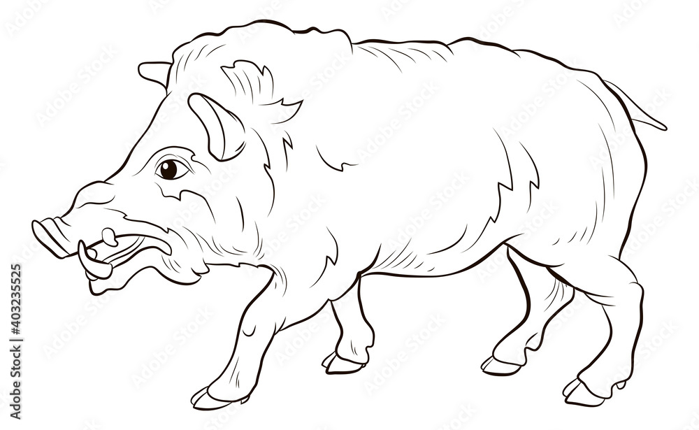 Animals. Black and white image of a large wild boar, coloring book for children. Animals. Black and white image of a large wild boar, coloring book for children.