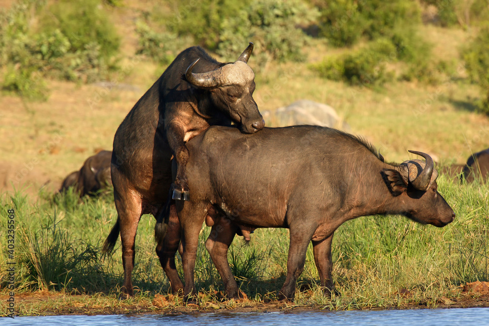 The African buffalo or Cape buffalo (Syncerus caffer) two buffaloes on the banks of the waterhole The African buffalo or Cape buffalo (Syncerus caffer) two buffaloes on the banks of the waterhole