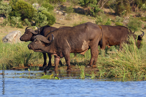 The African buffalo or Cape buffalo  Syncerus caffer  herd of buffalo on the shore of waterholes