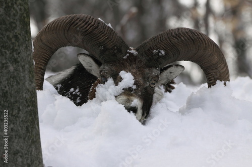 Mouflon male in the winter, head portrait, (ovis aries)..