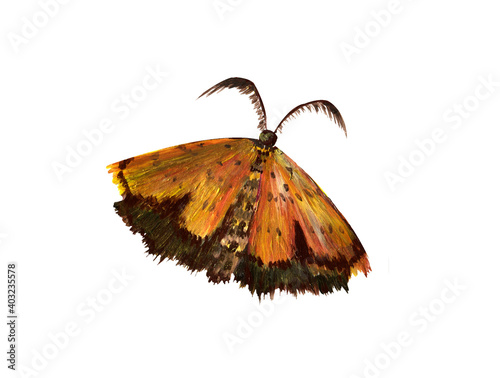 Fotografia Golden furry moth isolated on a white background