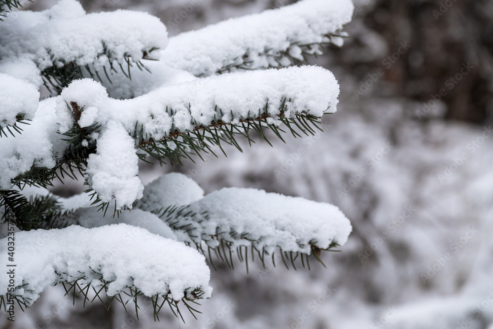 Close-up of snow-covered branches of a Christmas tree after a snowfall in winter