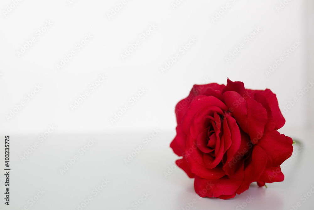 Fototapeta premium red roses roses flat lay against a white background