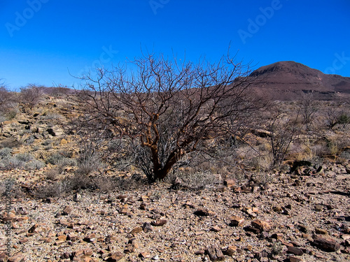 Petrified tree from Khorixas, Namibia Africa