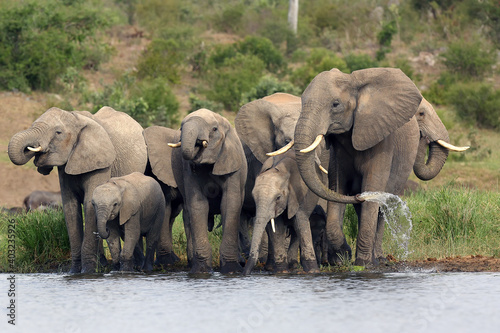 The African bush elephant (Loxodonta africana) group of elephants drinking from a small lagoon. Drinking elephants, a large female sprays water from her trunk.