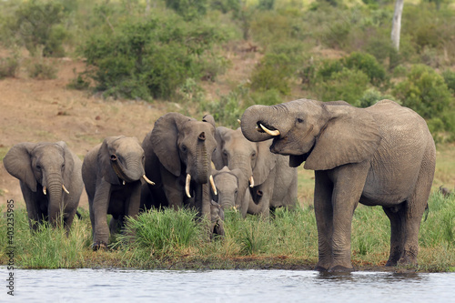 The African bush elephant (Loxodonta africana), a young male drinking, a group of female elephants with young coming. A large group of elephants at a watering hole.
