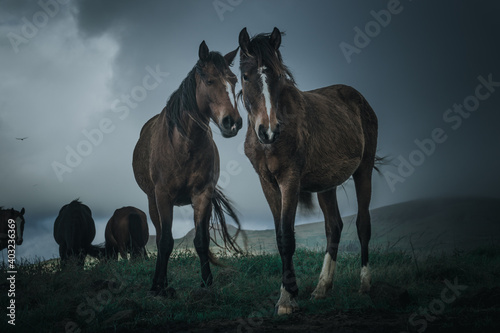 horse in the field © paulo
