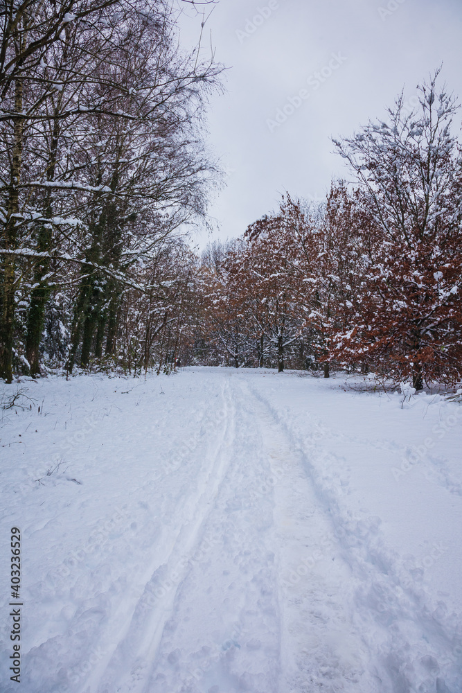 forest in winter with snow forest in winter with snow