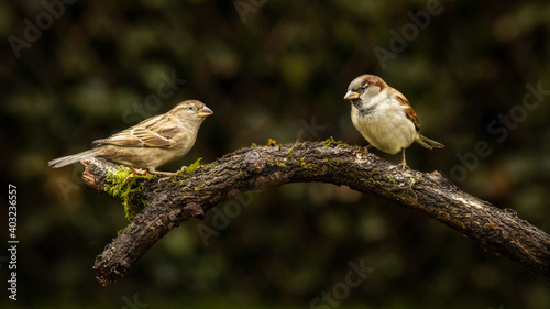 Couple of Passer domesticus, commonly known as house sparrows