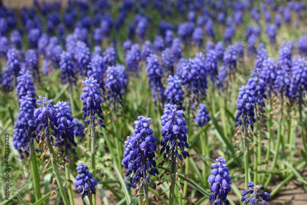 Whole lot of violet flowers of Armenian grape hyacinths in May Whole lot of violet flowers of Armenian grape hyacinths in May