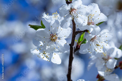 Blooming spring background.