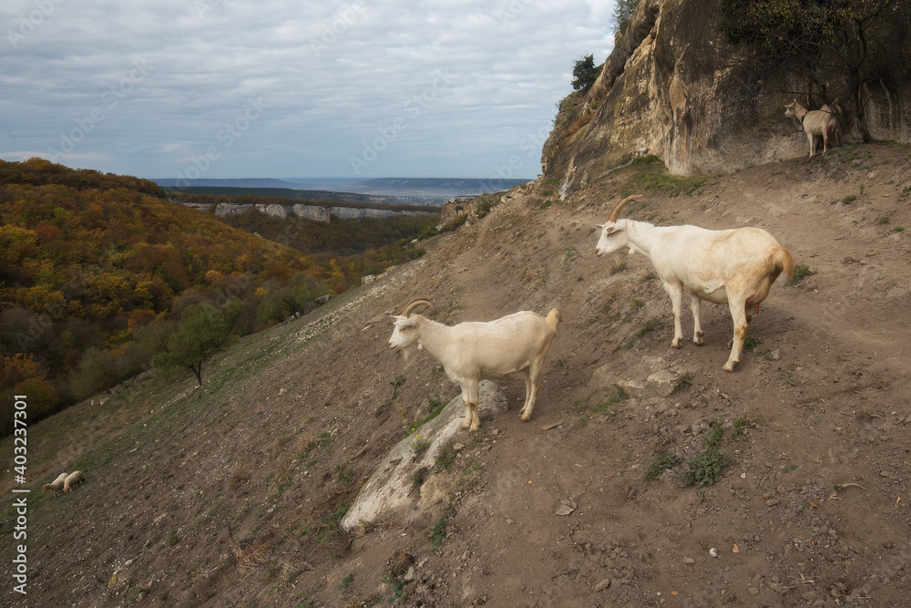 Fototapeta premium White goats graze in the meadow. Landscape with sky and goats grazing in the mountains.