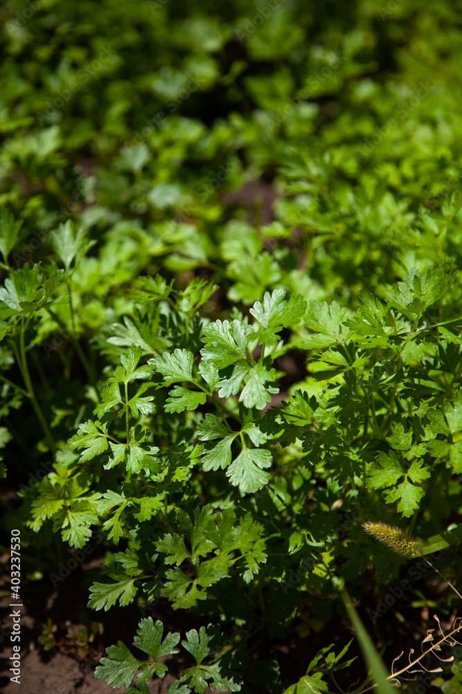 Obraz premium large vertical photo. Parsley grows in the garden. It is grown outdoors in the garden area. Green background of parsley leaves. sunny day. ingredients for salad. vitamin herbs. a large field of parsle