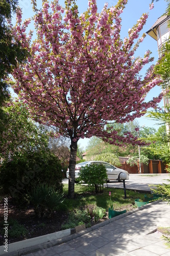 Tree of sakura in full bloom near house in April