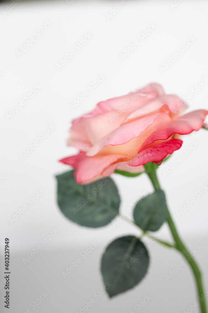 pink roses flat lay against a white background pink roses flat lay against a white background