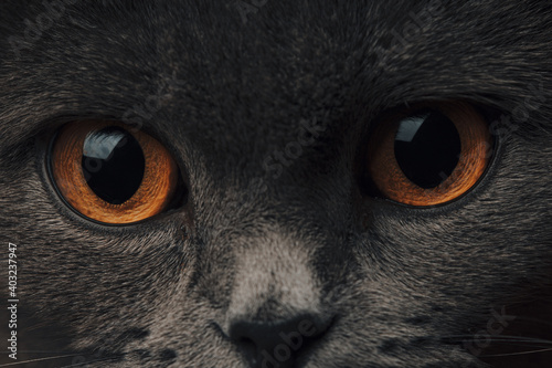 Orange cat eyes macro shot