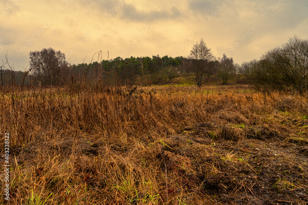 A beautiful moor landscape with a dark sky in the background. Picture from Revingehed, Scania county, Sweden