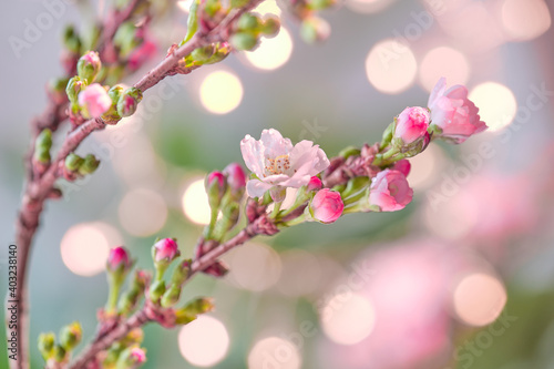 Prunus subhirtella, the winter-flowering cherry. Close-up on buds and flowers. Soft focus with lights in bokeh. Toned two tone image in pink and green.