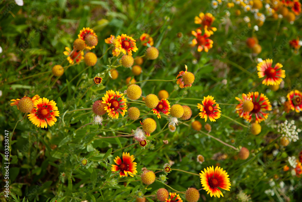 Red-yellow carved aster petals. Summer Flowering Common Blanketflower (Gaillardia aristata). large horizontal photo. summer time. Red-yellow carved aster petals. Summer Flowering Common Blanketflower (Gaillardia aristata). large horizontal photo. summer time.