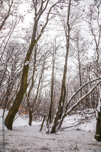 trees in the snow