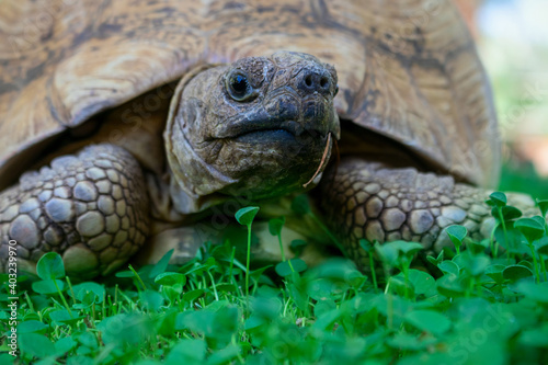 Close up of a cute turtle lying in the green grass.
