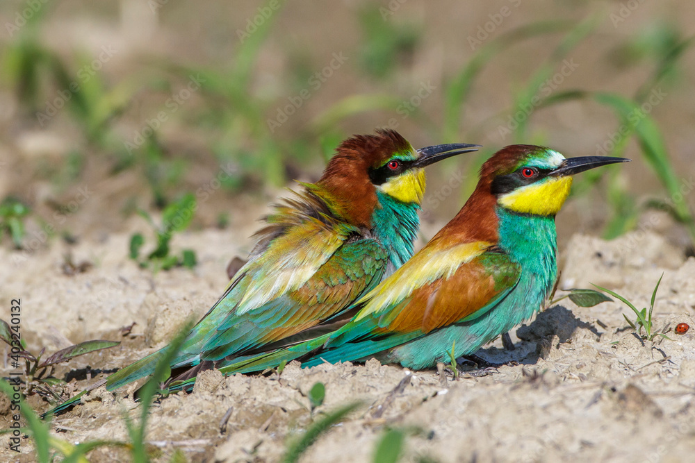 Obraz premium Bienenfresser (Merops apiaster)