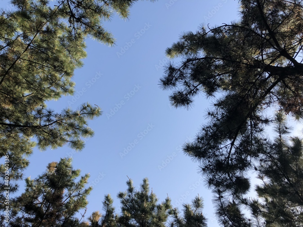 Pine tree and Sky Pine tree and Sky