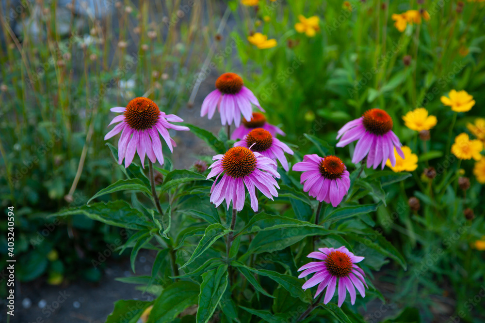Obraz premium large horizontal photo. summer time. Echinacea pallida, Coneflower, of Daisy family, with pink drooping petals and spiky central cone, close up