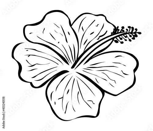 Hibiscus stock illustration