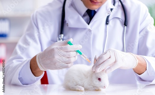 Fototapeta Naklejka Na Ścianę i Meble -  Vet doctor examining rabbit in pet hospital
