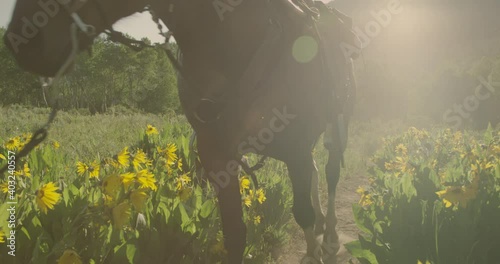 A cowboy walking with his horse in a flower meadoy in Rocky mountains, dog running next to him